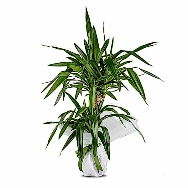  Marmaris Çiçekçi - İkili Tropic Yucca Saksı Çiçeği
