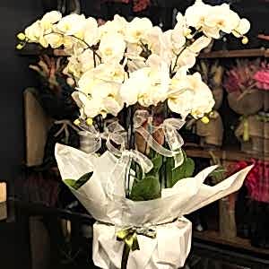  Marmaris Çiçekçi - 6 Dal Phalaenopsis Beyaz Orkide