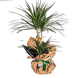  Marmaris Çiçek Gönder - Dracaena Marginata 2 Gövdeli