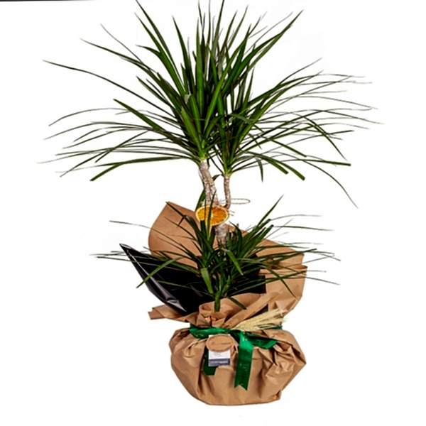  Marmaris Çiçek Gönder - Dracaena Marginata 2 Gövdeli
